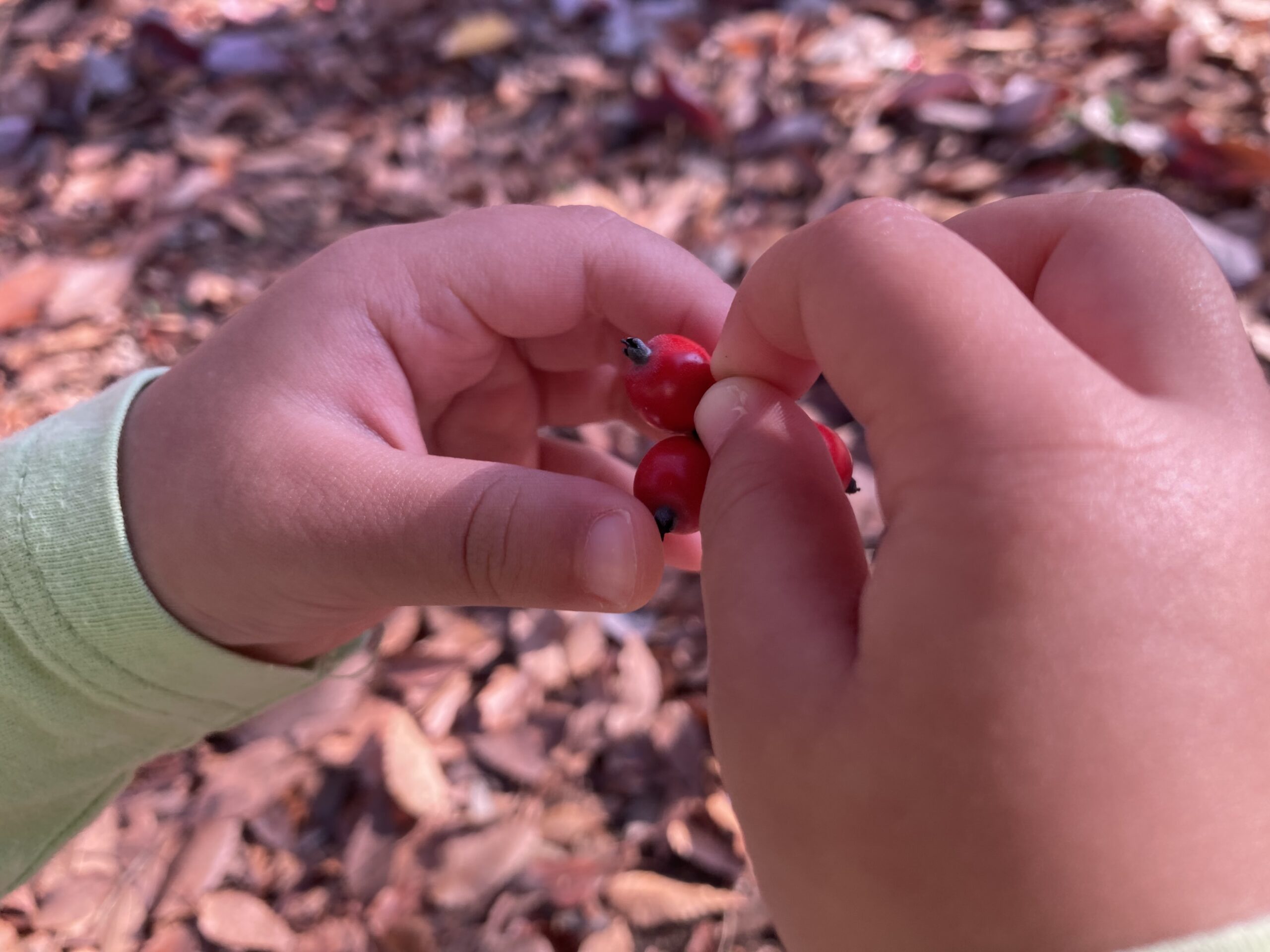 赤い実を潰す2歳児