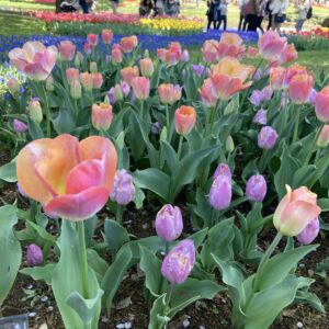 【昭和記念公園】チューリップ満開