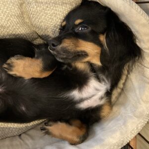 犬を飼い始めて、毎日がちょっと変わった。